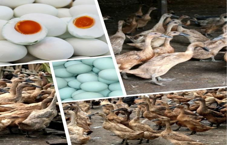 Sukses Hasilkan Telur Itik berkualitas Ekspor Berkat EM4